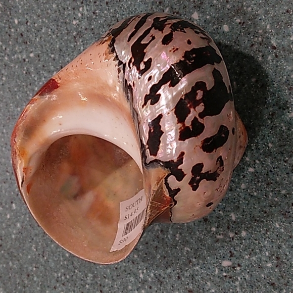 Snail Shell - Picture 3 of 3